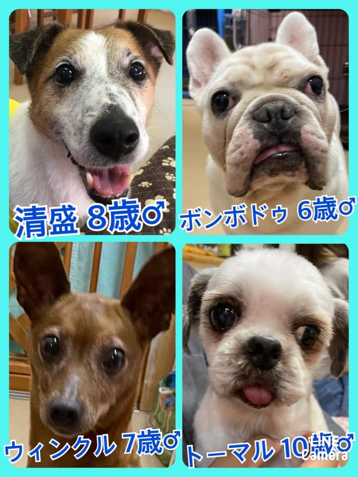 🐾今日の里親様募集中ワンコ🐶メンバーです🐾2021,6,24